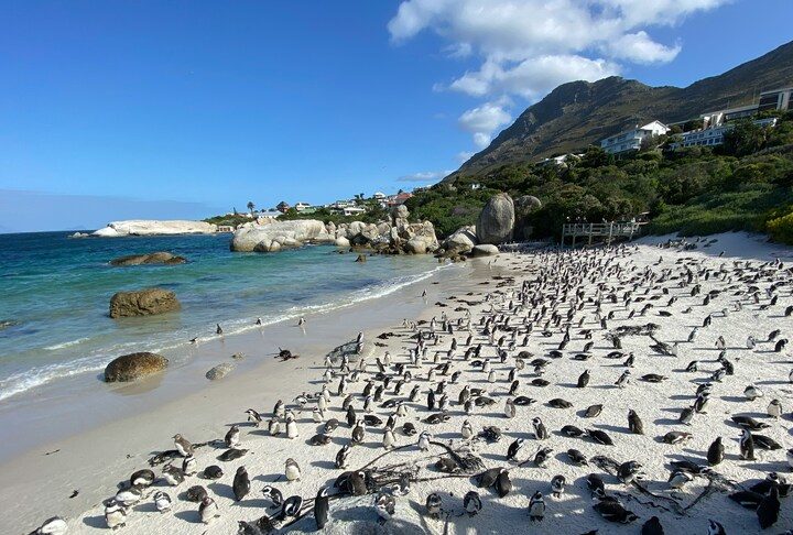 A Boulders Beach — praia que tem uma colônia de pinguins — e o Two Oceans Aquarium — aquário com mais de cinco mil espécies de animais — também são muito cotados pelos turistas. 