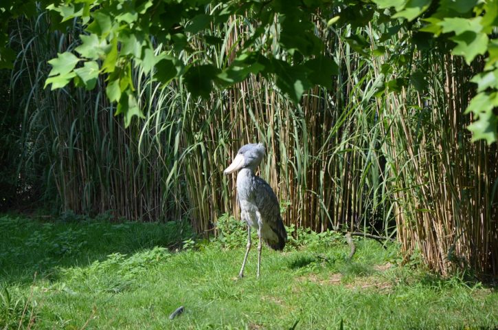 Ao contrário de outras aves que vivem em bandos, a Cegonha-bico-de-sapato mantém um estilo de vida solitário. 