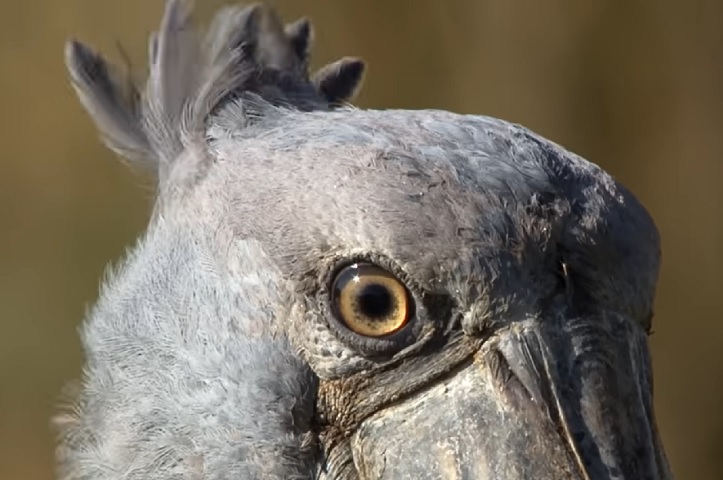 Atualmente, elas são classificadas como Ameaçadas de Extinção pela União Internacional para Conservação da Natureza (IUCN).