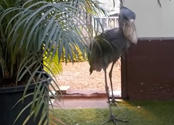 Além de ser grande e ter uma aparência peculiar, essa ave também emite um som que alguns descrevem como parecido com o de uma metralhadora.