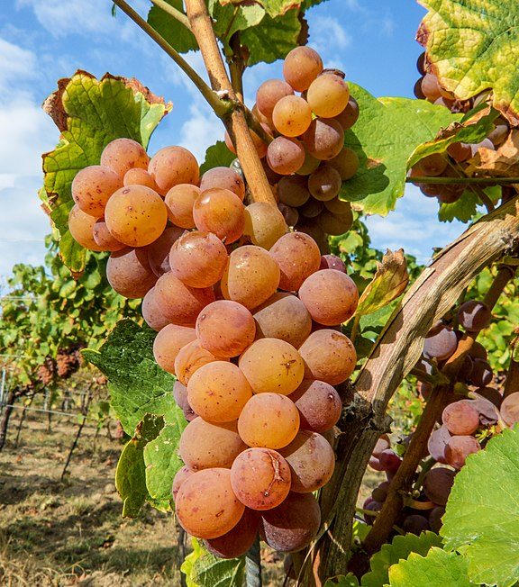 18º) Gewurztraminer d'Alsace (França) - O Gewurztraminer é uma uva de casca rosada que produz alguns dos vinhos brancos mais aromáticos e complexos do mundo. 