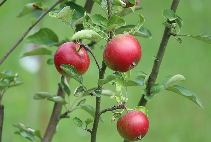 16º) Jabłka łąckie (Polônia) - Jabłka łąckie são 15 variedades de maçãs cultivadas em regiões da Pequena Polônia. Podem ser consumidas in natura, como lanche, ou usadas no preparo de geleia de hidromel, combinando com o mel polonês.