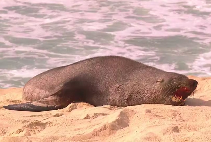 O lobo-marinho, um macho jovem, surgiu nas areias da Praia de Ipanema e virou atração entre os banhistas, nos noticiários e nas redes sociais.