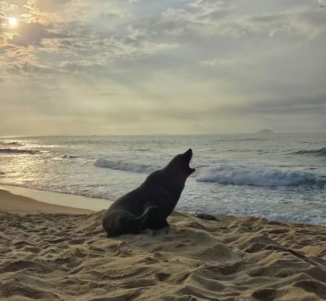 A área foi isolada e o Corpo de Bombeiro acionado. Uma equipe de especialistas permanece no local para garantir a segurança do animal, que ganhou até apelido: Joca.
