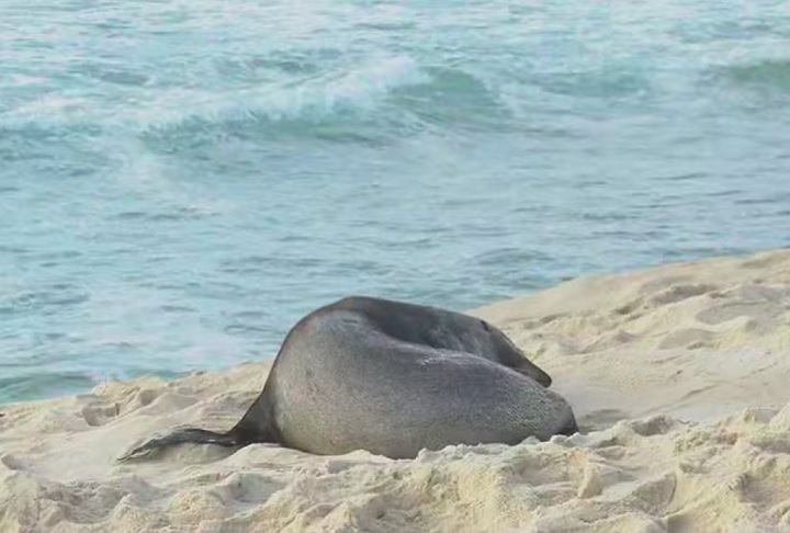 Na avaliação feita pelos especialistas, o lobo-marinho está sem lesões e não aparenta cansaço. Ele teria vindo da Antártida, trazido por uma corrente marinha.