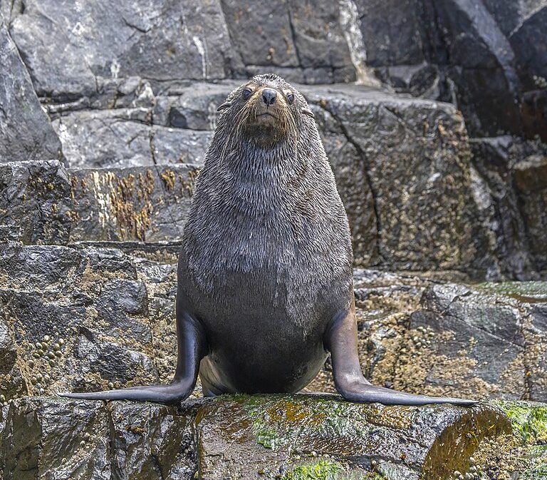 Eles são encontrados em diversas partes do mundo, principalmente em regiões temperadas e subantárticas, como a costa da América do Sul, Nova Zelândia, África do Sul e ilhas subantárticas. 