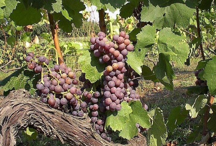 14º) Moschofilero (Grécia) - É  uma uva grega originária do Peloponeso, conhecida por seu aroma marcante e maturação tardia. Os vinhos Moschofilero harmonizam com peixes, frutos do mar, aves, petiscos leves, pratos apimentados, comida asiática e saladas.