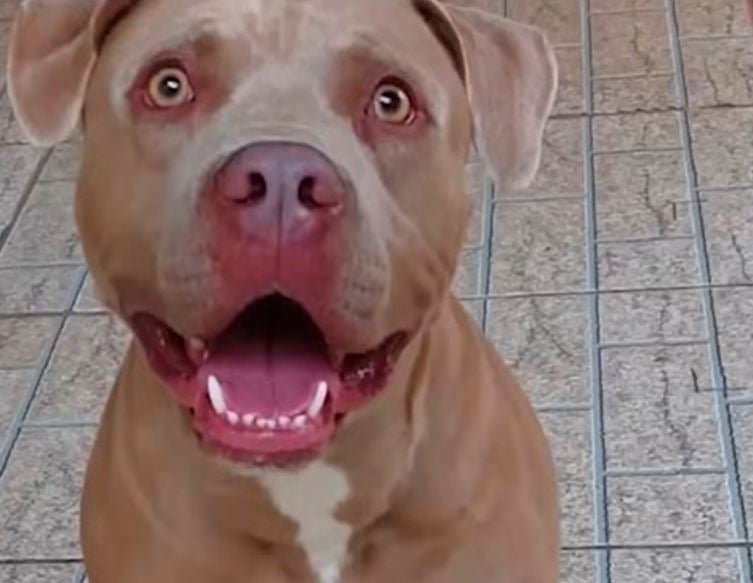 Casos de ataques de pitbull se sucedem no Brasil, onde o desrespeito à lei é constante. A lei estadual determina, afinal, que cães das raças American Pit Bull Terrier, Fila, Rottweiller, Dobermann, Bull Terrier e Dogo Argentino só podem circular com guia de no máximo 1,5 metro e munidos de focinheira. Assim, alguns casos ganham bastante repercussão. 
