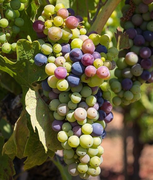 9º) Primitivo (Itália) - Pesquisas de 1994 confirmaram que essa uva italiana é idêntica à Zinfandel californiana. Na Itália, a Primitivo é cultivada principalmente na região da Apúlia, sendo utilizada na denominação Primitivo di Manduria.