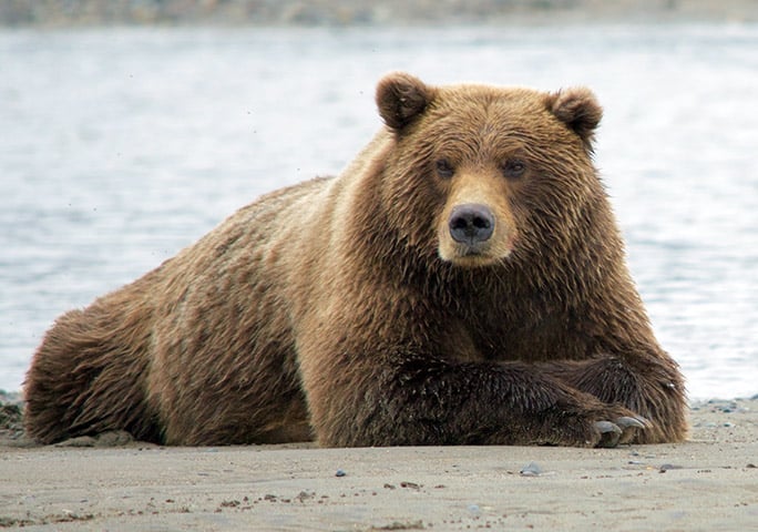 Urso-pardo - Esses ursos vivem sozinhos a maior parte do tempo e só se encontram com outros na época de acasalamento ou quando há uma fonte de alimento abundante, como um rio cheio de salmões.