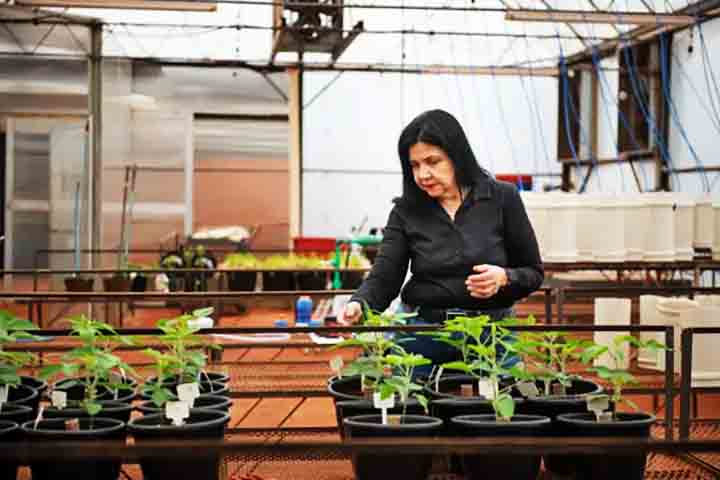 Mariangela Hungria, que também é pesquisadora e professora universitária, foi reconhecida pela fundação por seu trabalho com insumos biológicos que transformaram a agricultura brasileira, apresentando alternativas sustentáveis aos fertilizantes químicos.

