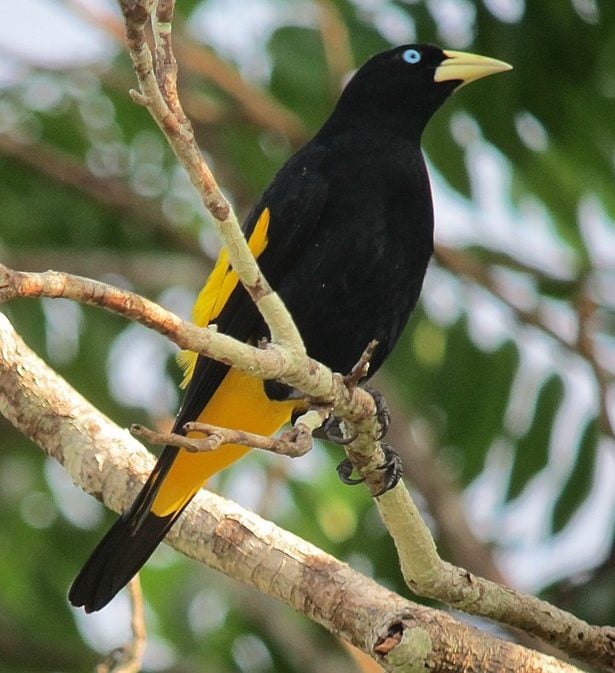 A espécie foi avaliada como Pouco Preocupante na Lista Vermelha da União Internacional para Conservação da Natureza (IUCN, sigla em inglês) de 2020. Veja outras curiosidades sobre essa ave singular!