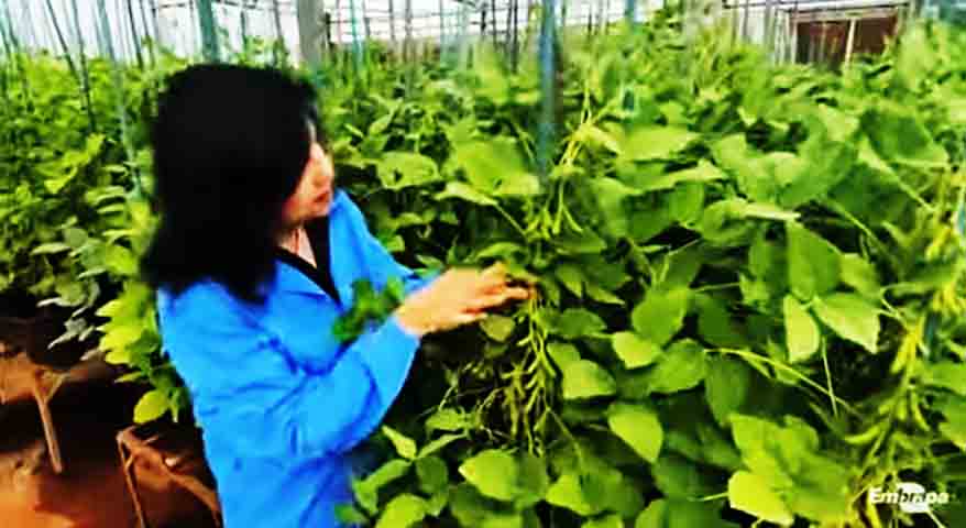 O trabalho de Mariangela Hungria notabiliza-se desde o início pelo foco na biotecnologia agricola, hoje adotada em larga escala e que traz grandes benefícios a pequenos produtores. 
