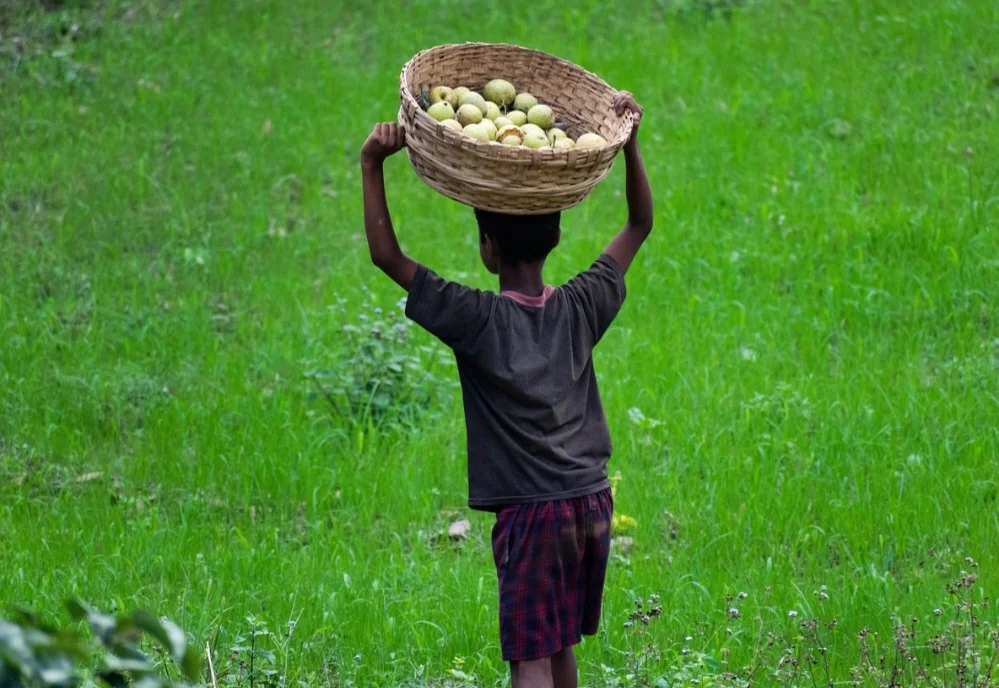 É uma excelente fonte de vitamina C, essencial para o fortalecimento do sistema imunológico, ajudando a prevenir infecções e doenças como resfriados e gripes. 