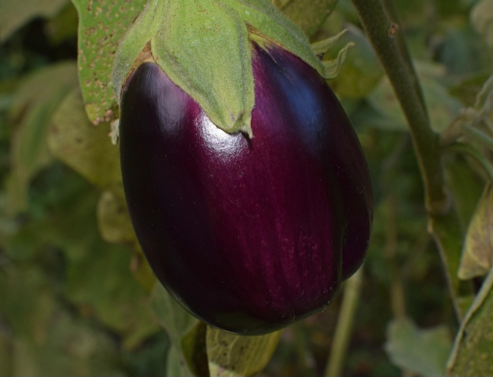 O descobrimento da berinjela remonta à Índia, onde começou a ser cultivada há cerca de 4000 anos, inicialmente como planta ornamental. 