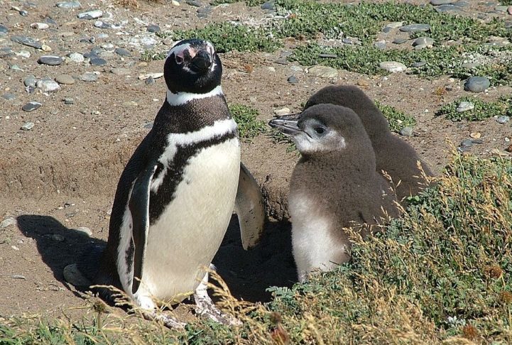 Essa união temporária, porém intensa, garante a sobrevivência da prole em um ambiente hostil e rico em predadores.