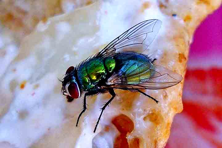 Outro grupo conhecido são as moscas-varejeiras, que depositam seus ovos em tecidos em decomposição ou diretamente em animais vivos.