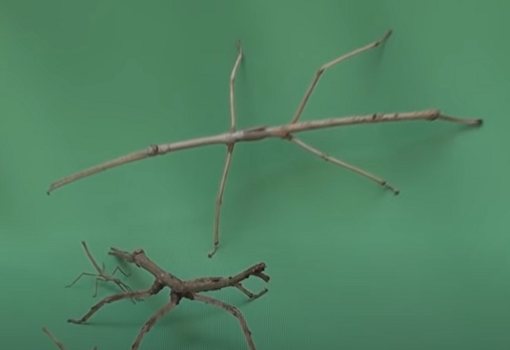 O Bicho-Pau é um dos mais conhecidos quando o assunto é camuflagem.