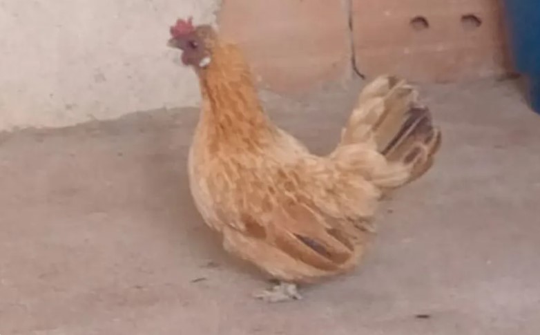 Os ovos deformados foram  postos por uma galinha garnisé, que acabou se tornando alvo de curiosidade, pois ninguém entendia como a ave poderia botar aqueles tipos de ovos.