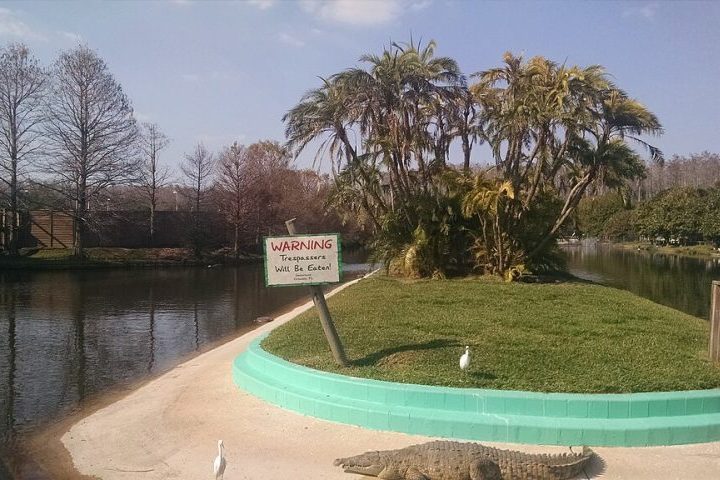 O animal foi então levado para o Gatorland, um parque temático em Orlando voltado ao turismo e à preservação da vida selvagem, que abriga mais de 120 jacarés e crocodilos.