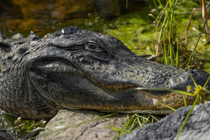 Jacarés têm o focinho mais largo e em forma de U, e quando a boca está fechada, os dentes de baixo não ficam visíveis.