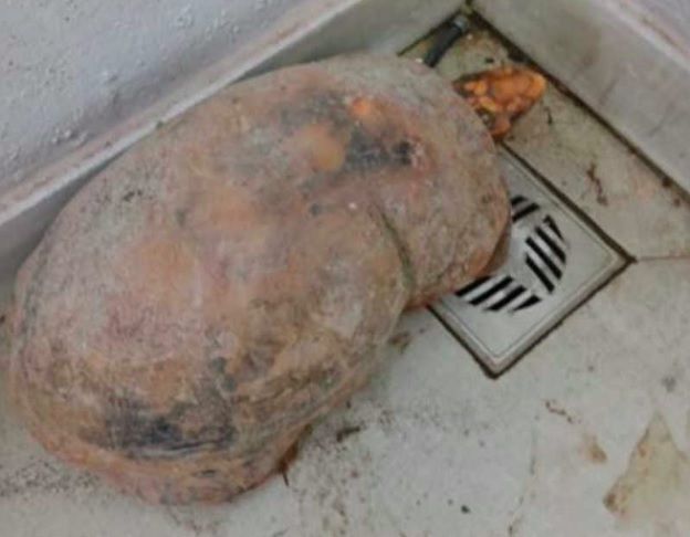 Segundo o biólogo Aluísio Vasconcelos de Carvalho, o jabuti sobreviveu graças à sua capacidade de estivação, um estado de dormência que reduz o gasto de energia e previne a desidratação durante períodos de calor e seca.