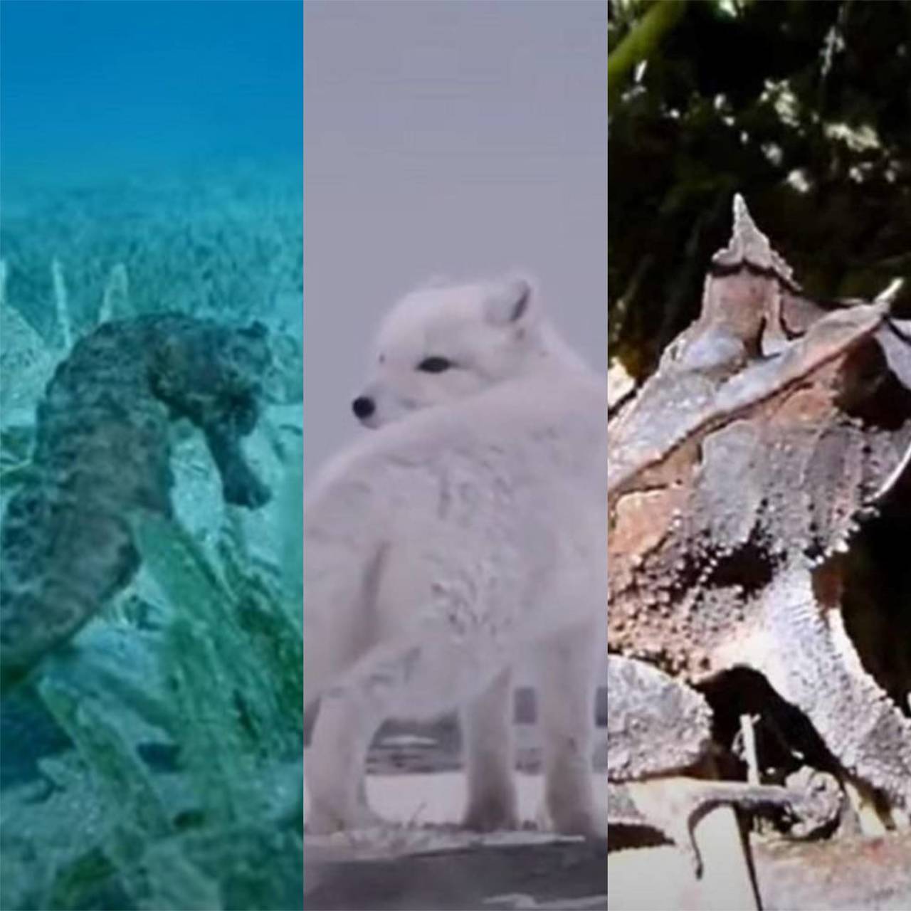 Outros animais também têm a habilidade de se camuflar. Ou seja, conseguem se esconder no ambiente em que está para fugir de predadores ou para caçar. Além do cavalo marinho, confira quem são os especialistas: