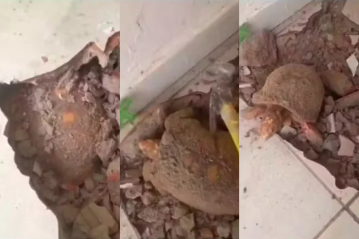 Ao quebrar o chão para averiguar o que estava acontecendo, veio a surpresa: um jabuti estava soterrado no solo. Segundo a moradora, o animal deve ter ficado lá por cerca de 10 anos.
