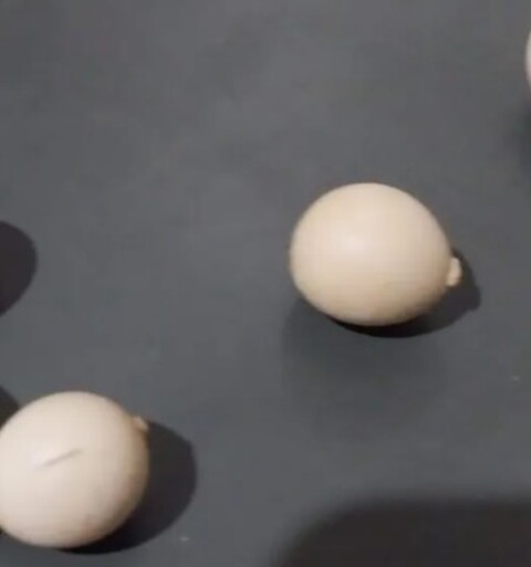 Havia outros ovos com formatos variados:  alguns redondos e outros com uma espécie de ondulação em uma das extremidades. Mas nenhum normal.