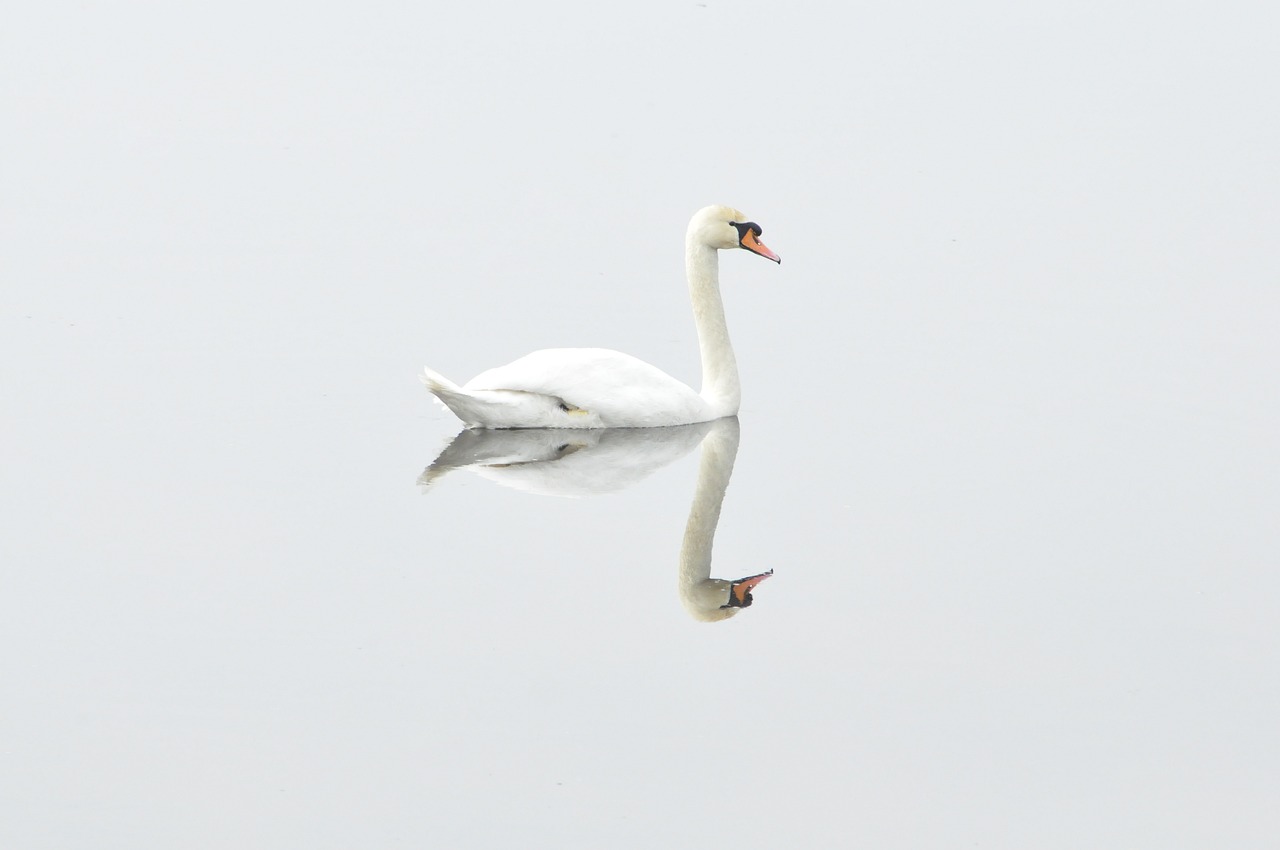 Os cisnes são naturalmente encontrados em ambientes temperados, raramente ocorrendo sua presença nos trópicos. Sendo assim, o número de ovos por postura é entre 3 e 8 ovos.