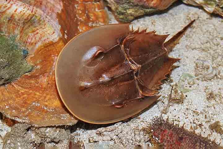 Trata-se do carangueijo-ferradura (Limulidae spp.), habitante da Terra há 450 milhões de anos.