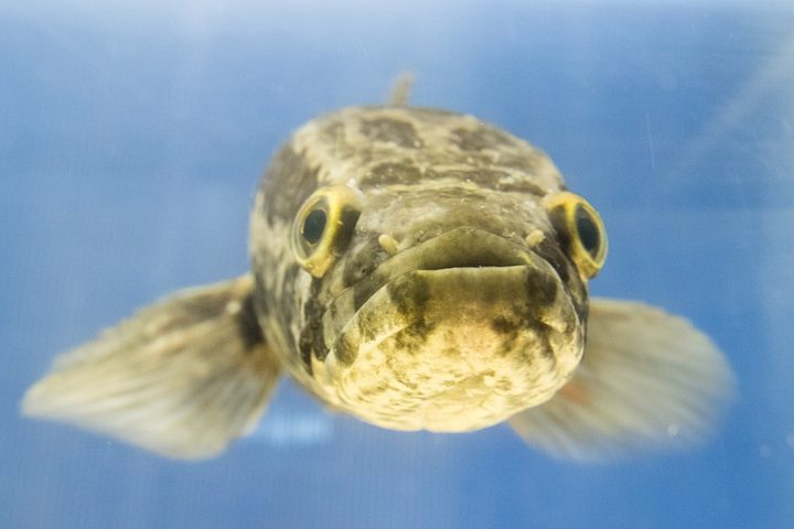 Trata-se do cabeça-de-cobra-do-norte (Channa argus). Ele veio da Ásia e está causando problemas nos rios e lagos americanos, já que compete por comida e espaço com os animais que vivem ali naturalmente.