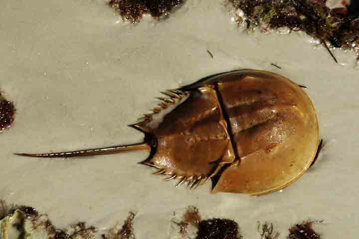 Eles também desempenham papéis importantes nos ecossistemas marinhos, servindo de alimento para aves migratórias e contribuindo para a saúde do habitat costeiro ao remexer sedimentos no fundo do mar.
