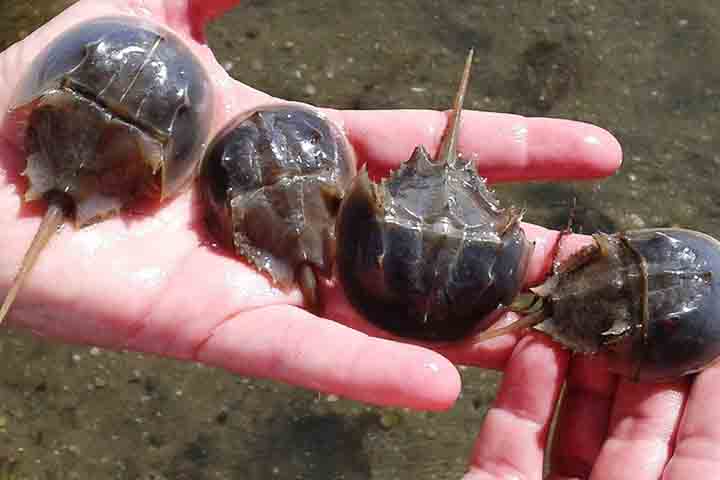 A coleta de sangue desses animais para uso na medicina é um dos fatores que tem contribuído para o seu declínio populacional.