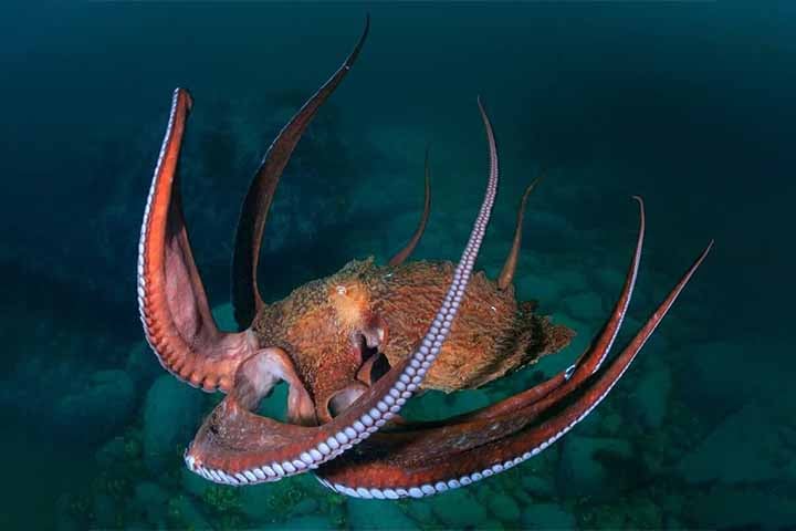 Alguns pesquisadores inclusive acreditam que eles possam sentir algo próximo de emoção e dor, o que tem influenciado debates éticos sobre o uso desses animais em experimentos científicos.