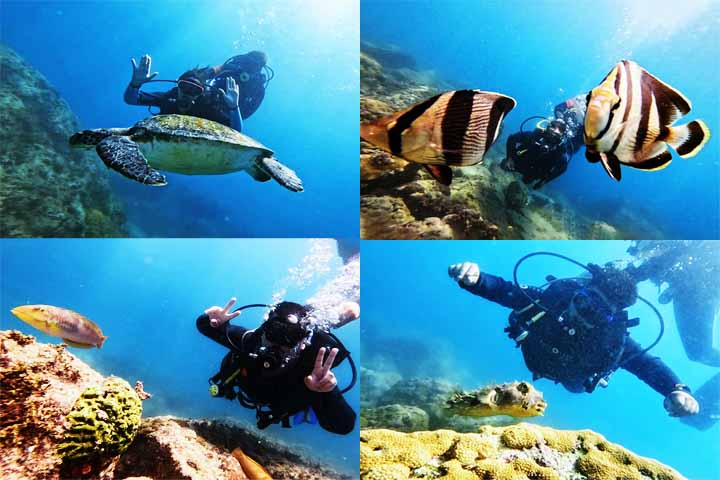 Arraial do Cabo é considerado um dos melhores destinos de mergulho do Brasil, com águas claras e rica vida marinha. Os pontos de mergulho, acessíveis por barco, permitem observar tartarugas, cardumes, corais e até naufrágios.