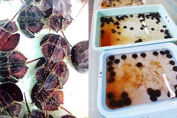 Algumas soluções propostas por ambientalistas incluem o desenvolvimento de substitutos artificiais para o sangue e proteção dos habitats de desova.