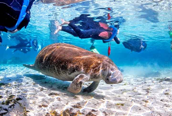Um guia experiente permanece presente durante toda a experiência para assegurar que as interações entre humanos e peixes sejam seguras e respeitosas.