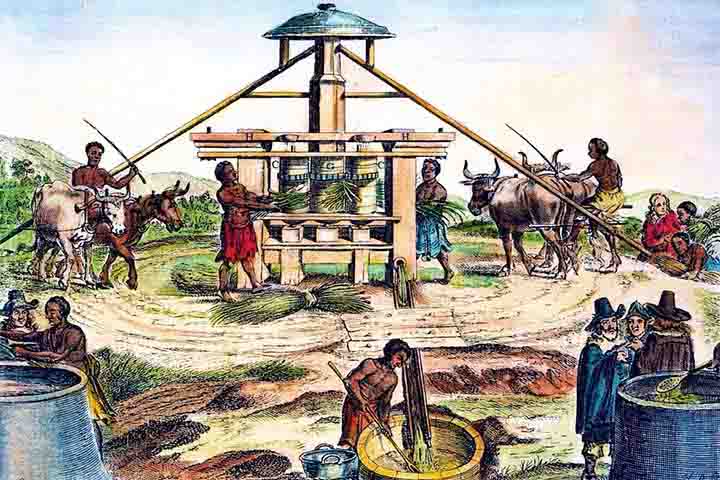 A cultura da cana-de-açúcar teve origem na Antiguidade, entretanto se espalhou pelo mundo com a migração humana. Nesse sentido, ela chegou ao Brasil por volta de 1520, pouco depois dos portugueses.