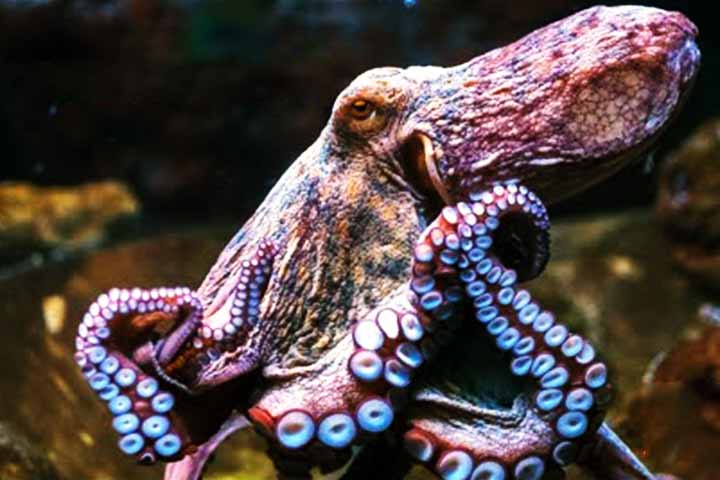 Por exemplo, enquanto o cérebro pode estar focado em escapar de um predador, os braços conseguem, simultaneamente, explorar tocas, manipular objetos ou capturar presas. É como se o polvo tivesse múltiplas linhas de pensamento operando em paralelo.