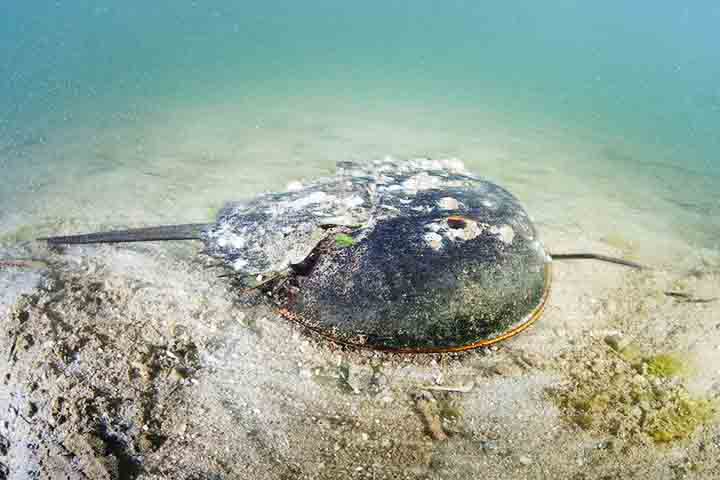 Seu formato é peculiar, com um corpo protegido por uma carapaça em forma de ferradura, olhos compostos proeminentes e uma cauda longa e rígida chamada télson, usada para auxiliar na locomoção e para se desvirar caso fiquem de cabeça para baixo.