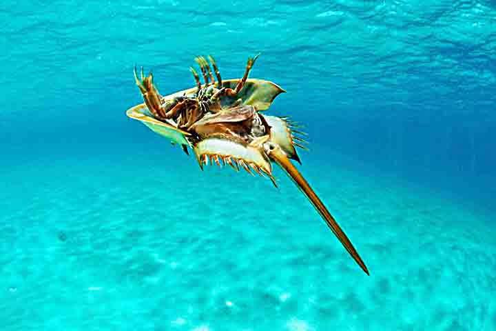 Os caranguejos-ferradura habitam principalmente regiões costeiras de águas rasas, como na costa leste da América do Norte e no Sudeste Asiático.