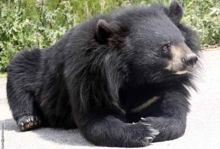 Por séculos, o urso-negro-asiático ou de colar representou o respeito no território japonês e por isso tinha uma reputação divina. No entanto, a sua fama teve uma decaída nos últimos anos. 