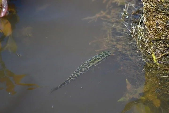 O peixe cabeça-de-cobra-do-norte foi visto pela primeira vez nos Estados Unidos em 2002, em um lago de Maryland.