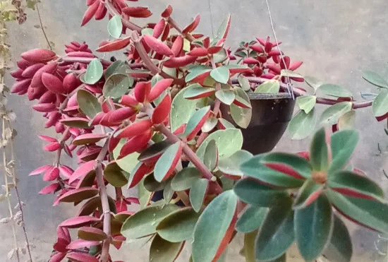 Peperomia caperata ‘Red Ripple’, a peperômia vermelha, é originária da América do Sul, especialmente Brasil e Colômbia. Ela prefere ambientes tropicais sombreados e floresce no verão, com folhas vermelhas que são sua principal atração.
