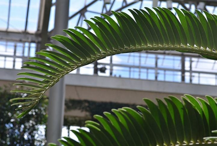 Tenho esperança de que haja uma fêmea em algum lugar por aí; afinal de contas, deve ter havido uma em algum momento. Seria incrível recuperar esta planta tão próxima da extinção por meio da reprodução natural, disse ela.