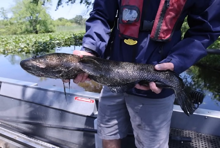 No Brasil, sua importação e criação são proibidas pelo Ibama, visando evitar impactos negativos na biodiversidade aquática. 