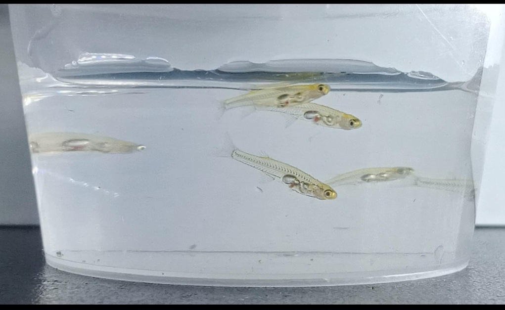 Cientistas  descobriram que um peixe pequenino, que mede cerca de 12 milímetros,  produz sons de mais de 140 decibéis. Isso equivale ao barulho percebido por uma pessoa a 100m de distância de um avião na decolagem.O barulho também é comparado ao de um tiro ou uma britadeira.