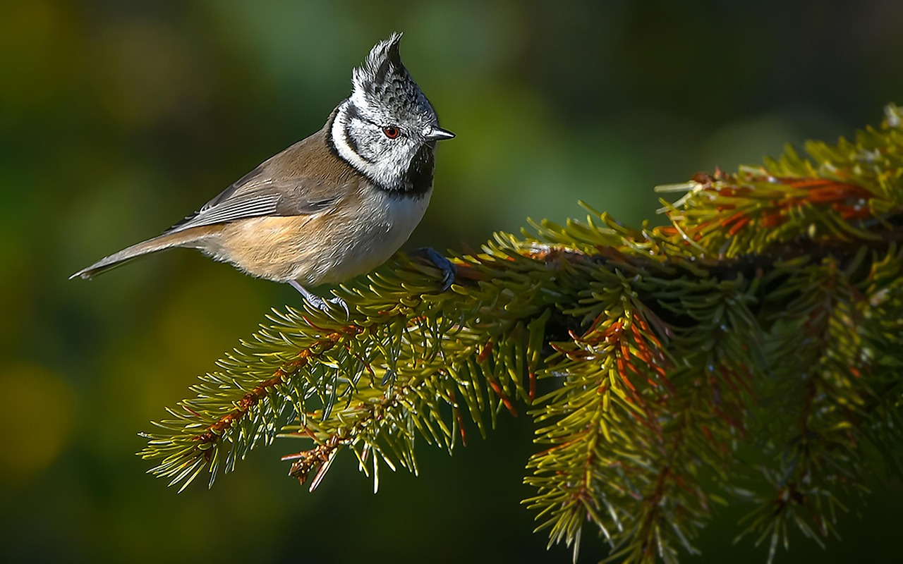Tritão-cristado (Triturus cristatus) - Esse anfíbio tem origem na Europa e partes da Ásia. Prefere habitats úmidos, como lagoas e florestas temperadas, onde se esconde entre a vegetação. Sua expectativa de vida é de aproximadamente 15 anos na natureza.
