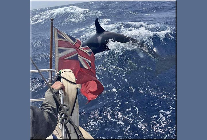 Para Greg, essa orca de maior porte agia como se estivesse educando os filhotes a avançar contra a embarcação. 